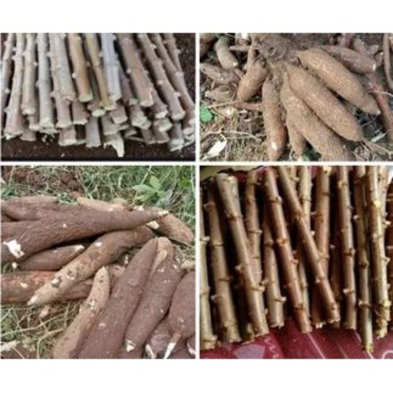 

singkong karet dan singkong sayur 1 paket
