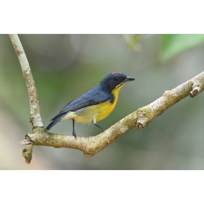 Jual BURUNG PENTIS PELANGI | Shopee Indonesia