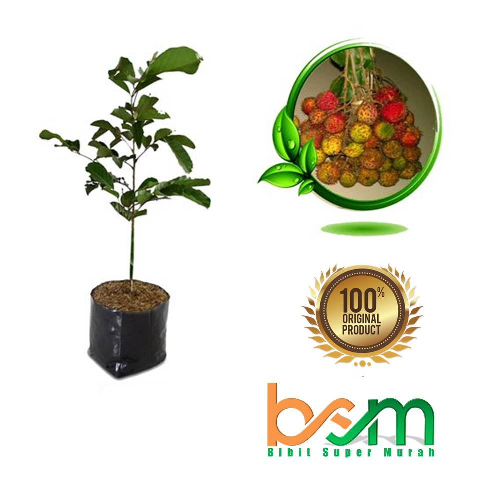 Tanaman Bibit Rambutan Rapiah Cangkok Dan Okulasi