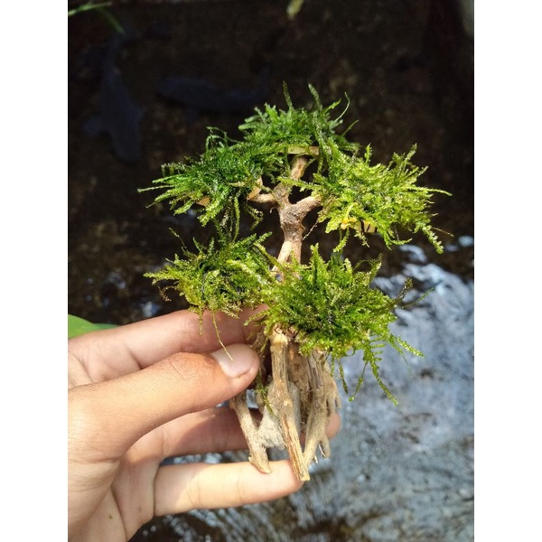 Bonsai Moss mini aquascape