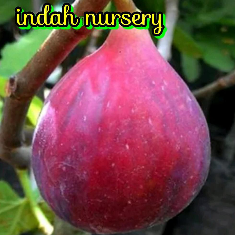 BIBIT BUAH TIN MERAH JUMBO *_$