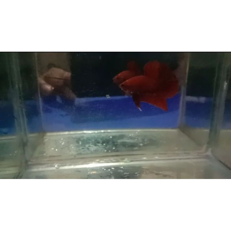 Cupang HMPK Super red 1 pair