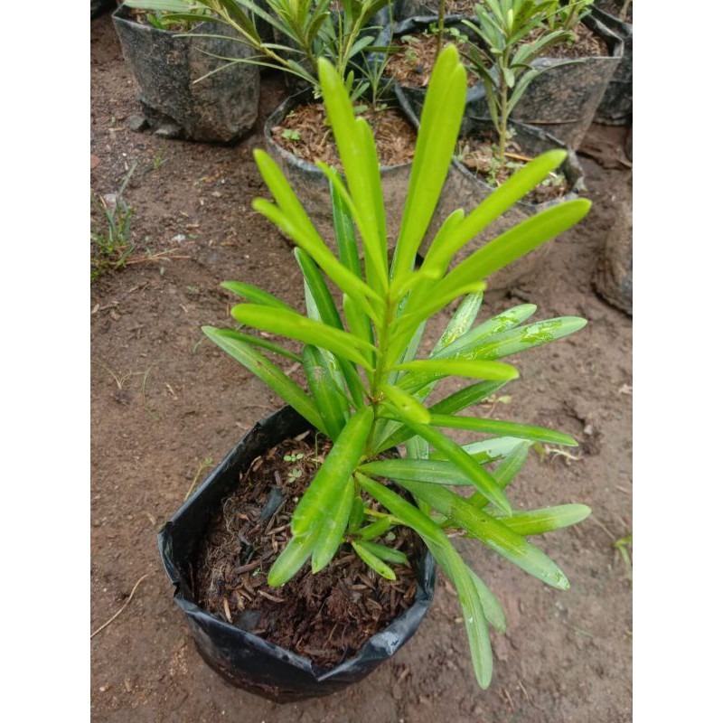 bibit bahan bonsai lohansung lidah burung