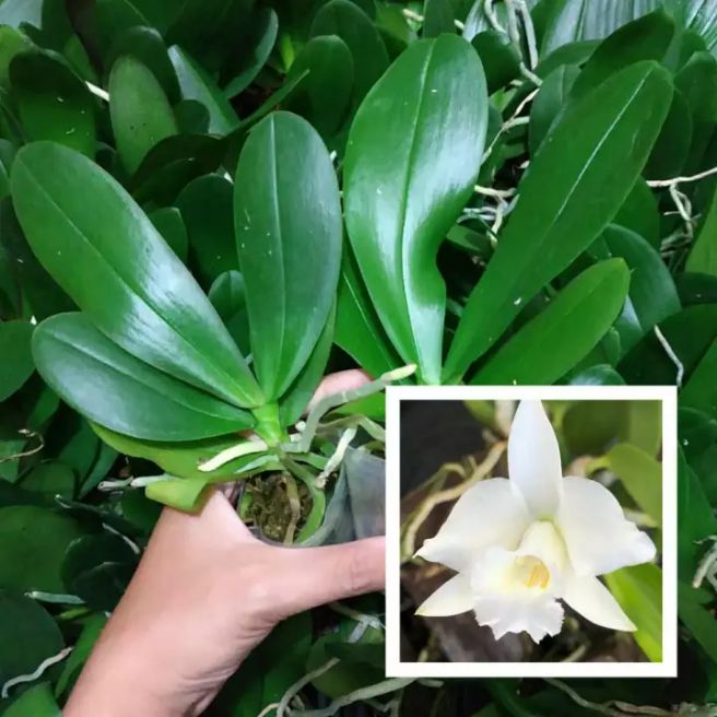 bibit anggrek bunga putih - anggrek dendrobium - bunga anggrek - angrek denrobium