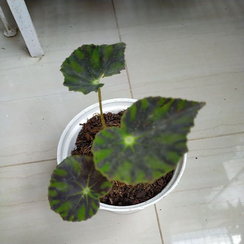 

Begonia