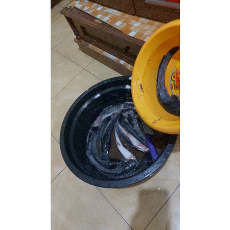 Jual Ikan Lele Shopee Indonesia