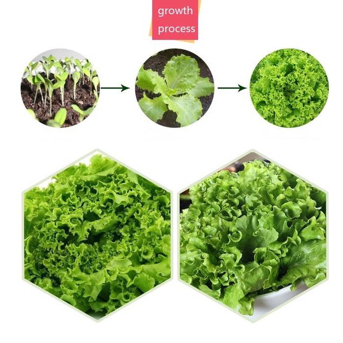 Bibit / benih selada keriting hijau bibit sayuran ekonomis