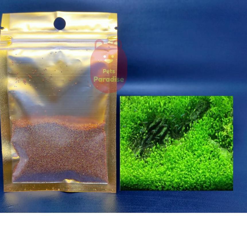 Terlaris Bibit Benih Small Leaf Grass Carpet Seed Aquascape Aquarium Plant Seed Shopee Indonesia