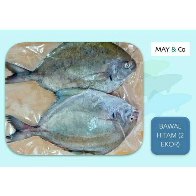 

IKAN BAWAL HITAM ISI 2 EKOR