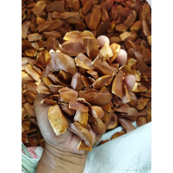 Jual Biji Mahoni Kering Berkwalitas Mahoni Herbal Shopee Indonesia