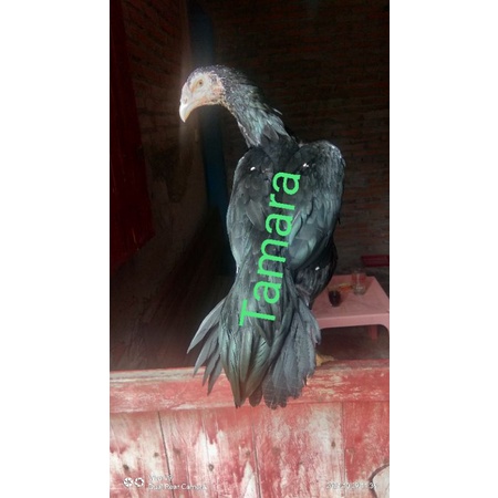 ayam bangkok ekor lidi