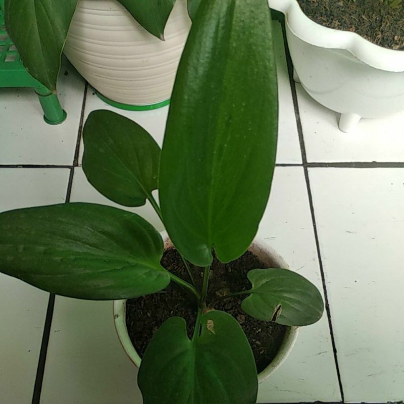 Keladi Tikus Herbal