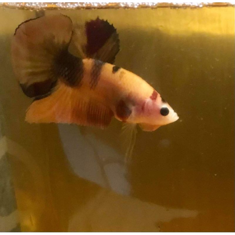 Cupang Nemo Yellow Base