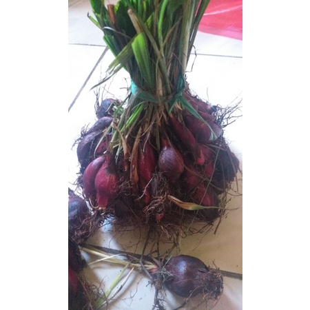 

bawang dayak kering500gram