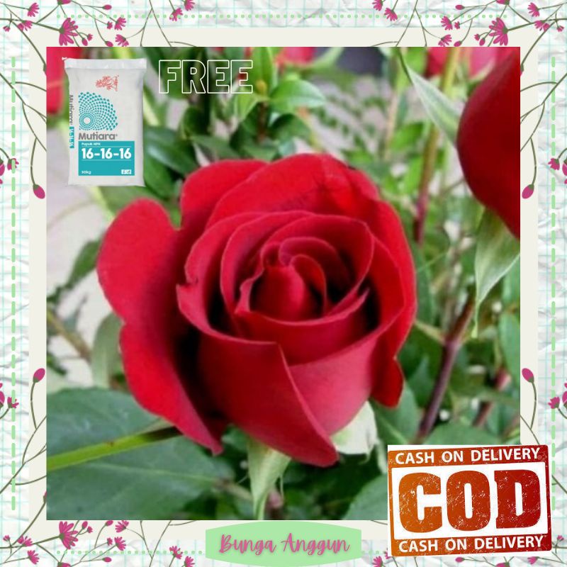 Tanaman Bibit Bunga Kembang Mawar Merah Hias Hidup asli Dekorasi Hiasan Taman