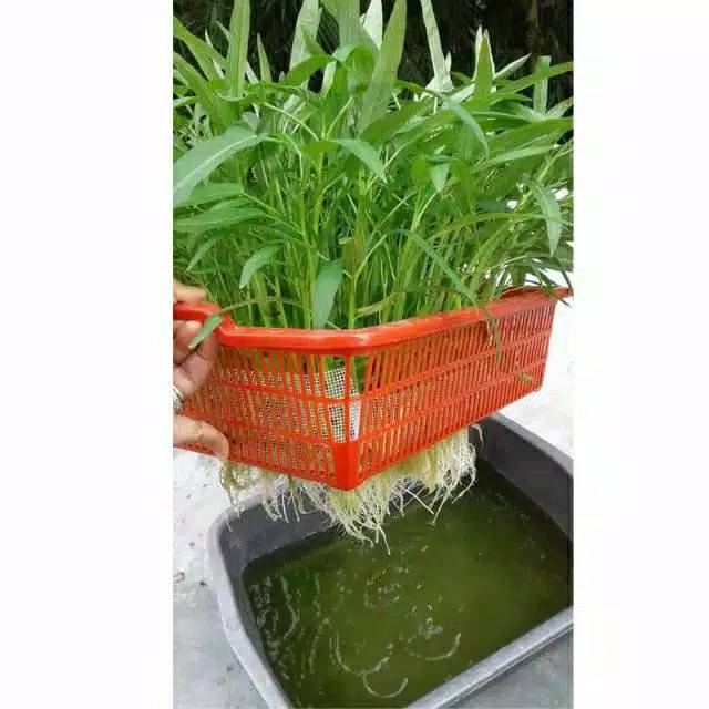 

paket benih (COD) Paket hidroponik Wick System Kangkung fullset PAKET 3 BAK DAN KERANJANG khusus