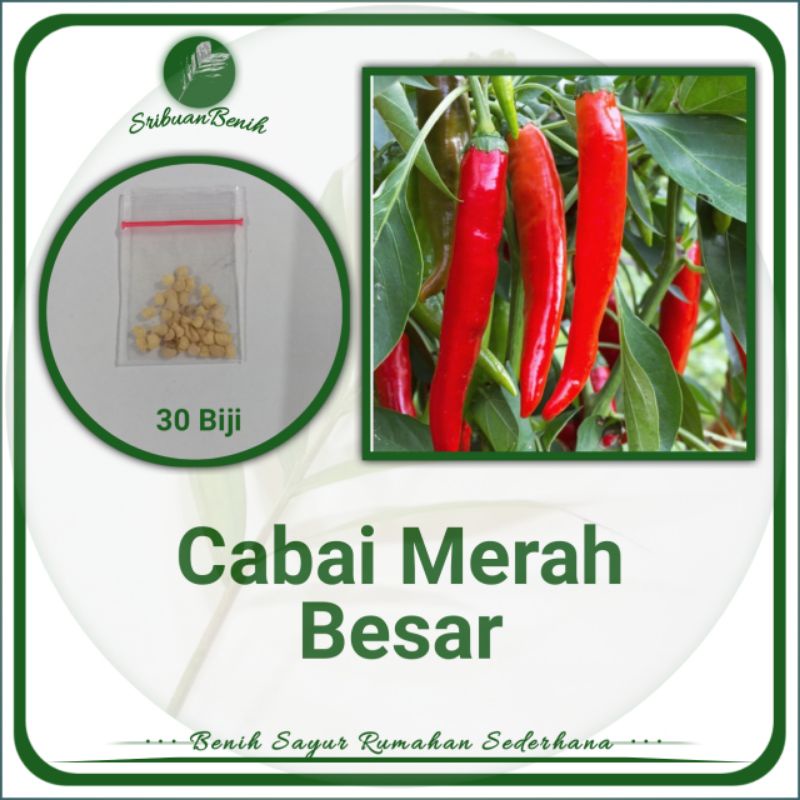 ± 30 Benih Biji Cabai Merah Besar Benih Cabai Konsumsi