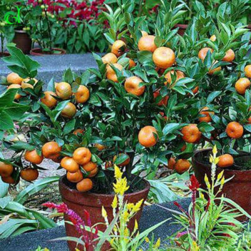 Bibit jeruk mandarin SUDAH BERBUAH/BERBUNGA