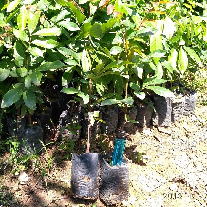 BIBIT BUAH KELENGKENG SEEDLING SEMAI BIJI UNGGUL