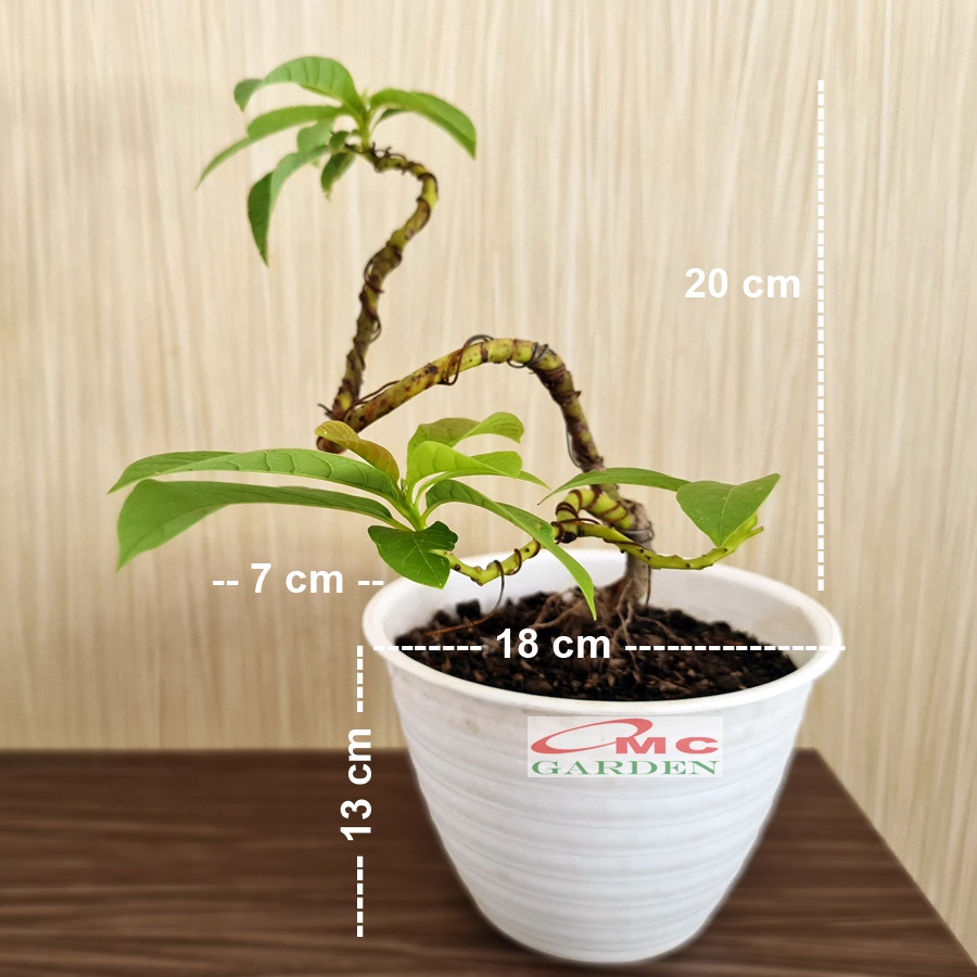 Bonsai Bonsae Mame Jambu Biji Merah Tanaman Hias 001