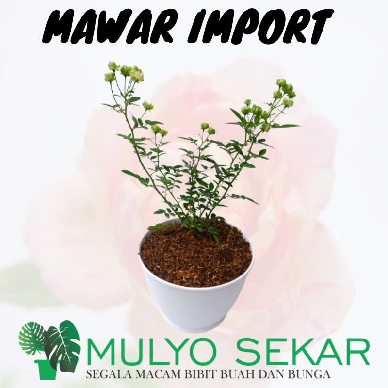 Tanaman Mawar Import HIJAU ECLAIR Berbunga Wangi &amp; Bergaransi - Bunga Mawar Hidup Hijau Eclair - GREEN ECLAIR