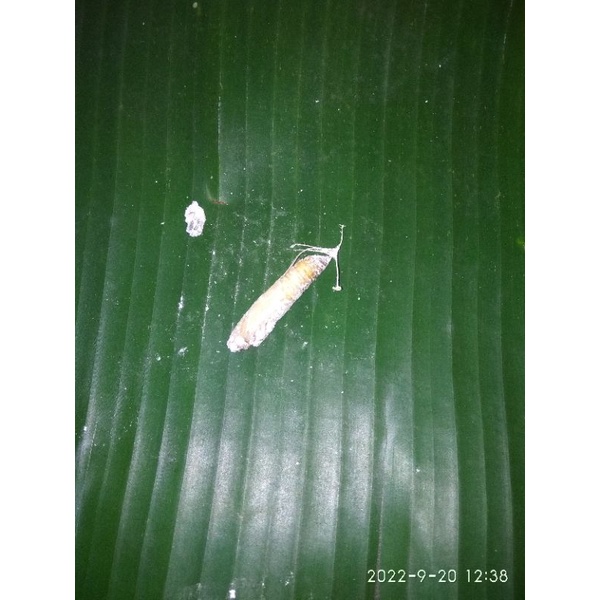entong/kepompong/ulat daun pisang