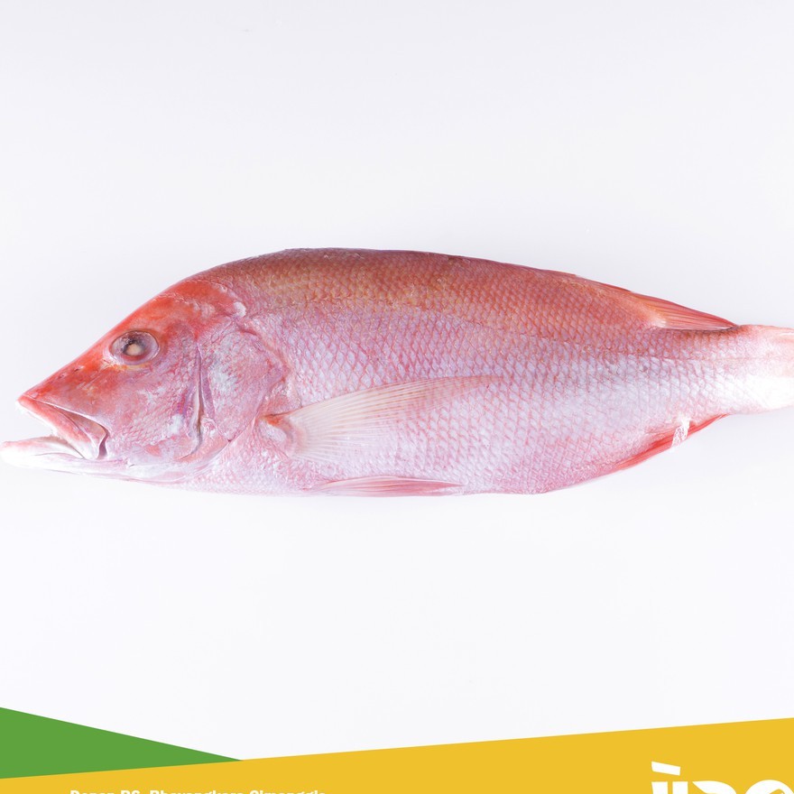 

JUAL IKAN LAUT/IKAN SEGAR/IKAN KAKAP MERAH 500gr - 1kg