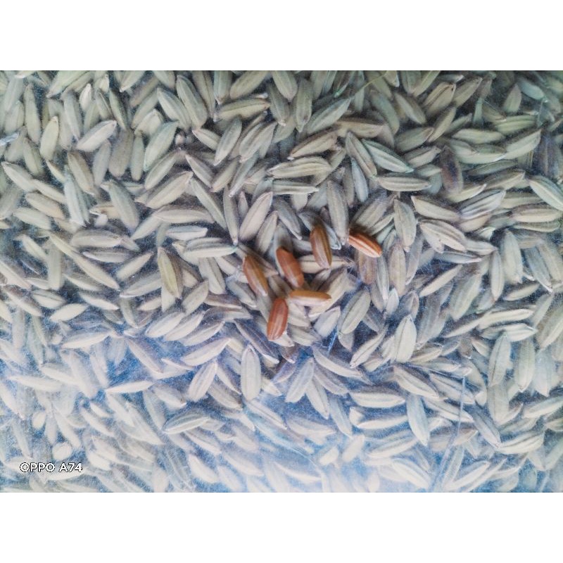 

binih beras merah original 1kg