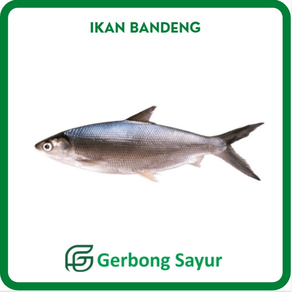

Ikan Bandeng Segar - 1 Kg