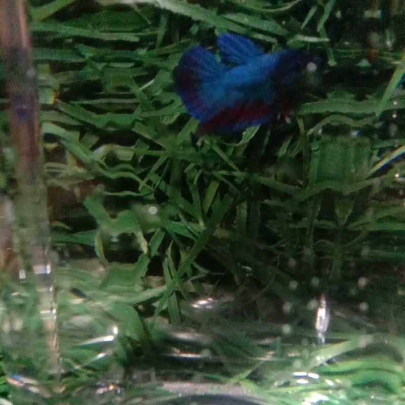 Betta_fish_besgel_avatar_vampir