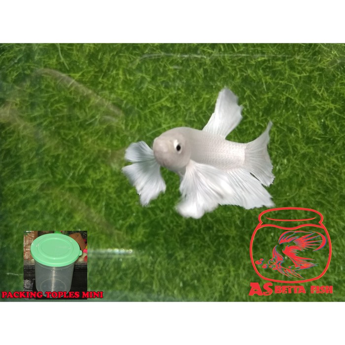 Betta Splendens - Cupang Hias Plakat Dragon Dumbo Ear White