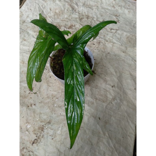 homalomena corong sp borneo