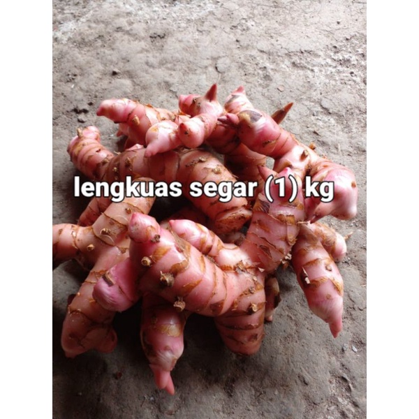 lengkuas merah/laos/laja 1kg