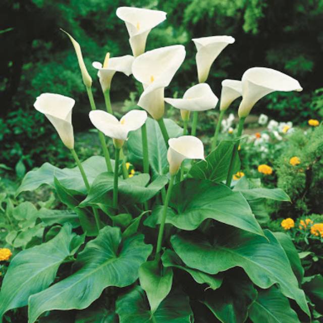Tanaman Hias Cala Lily / Arum Lily