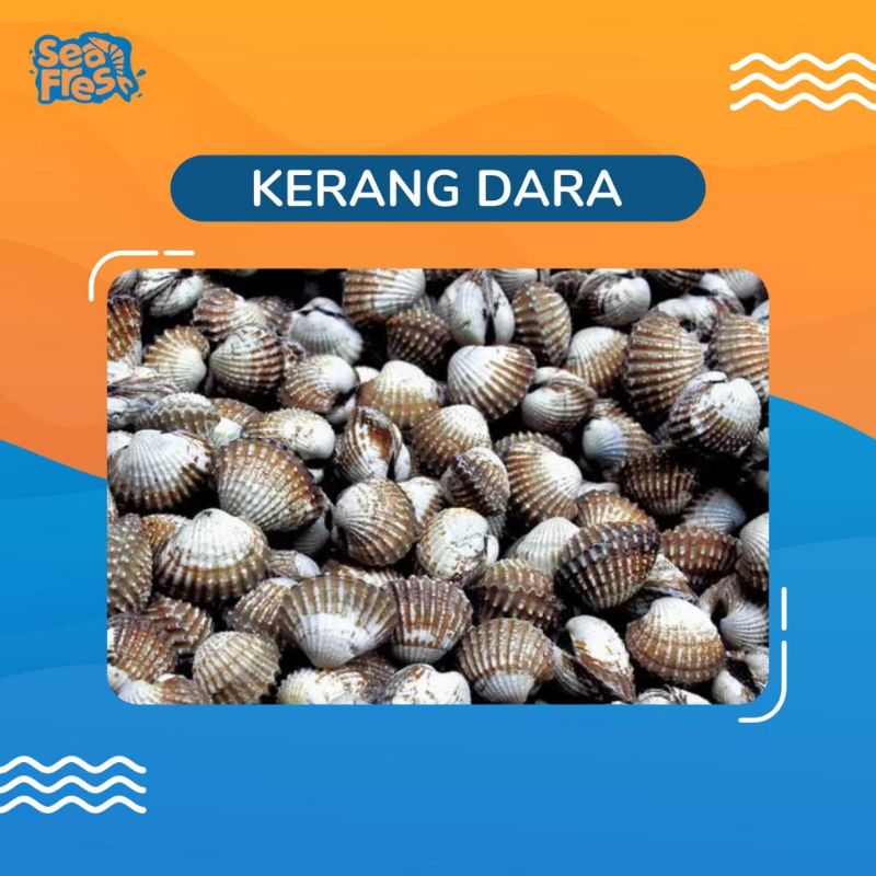 

KERANG DARA / KERANG DARAH / KERANG PUTIH