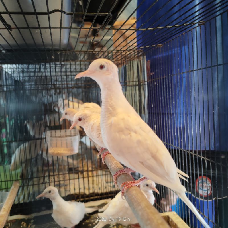 perkutut putih mata merah Jantan