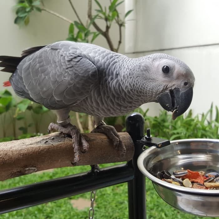 Promo African grey / Afgrey parrot Jinak Murah