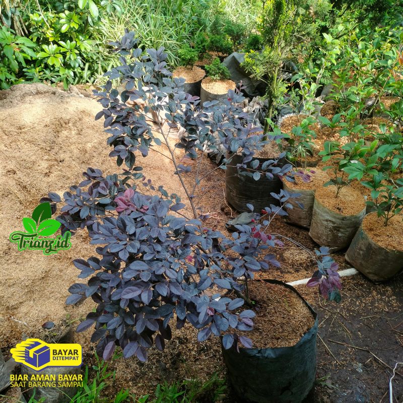 tanaman hias serut merah/tanaman bidara merah