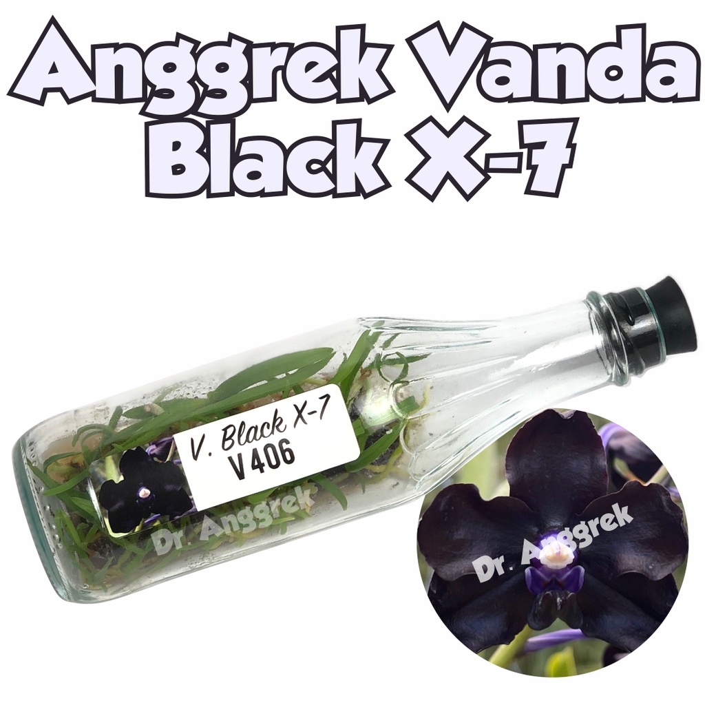 Bibit Anggrek Vanda Botolan Anggrek Vanda Botol Anggrek Hitam - Black X-7