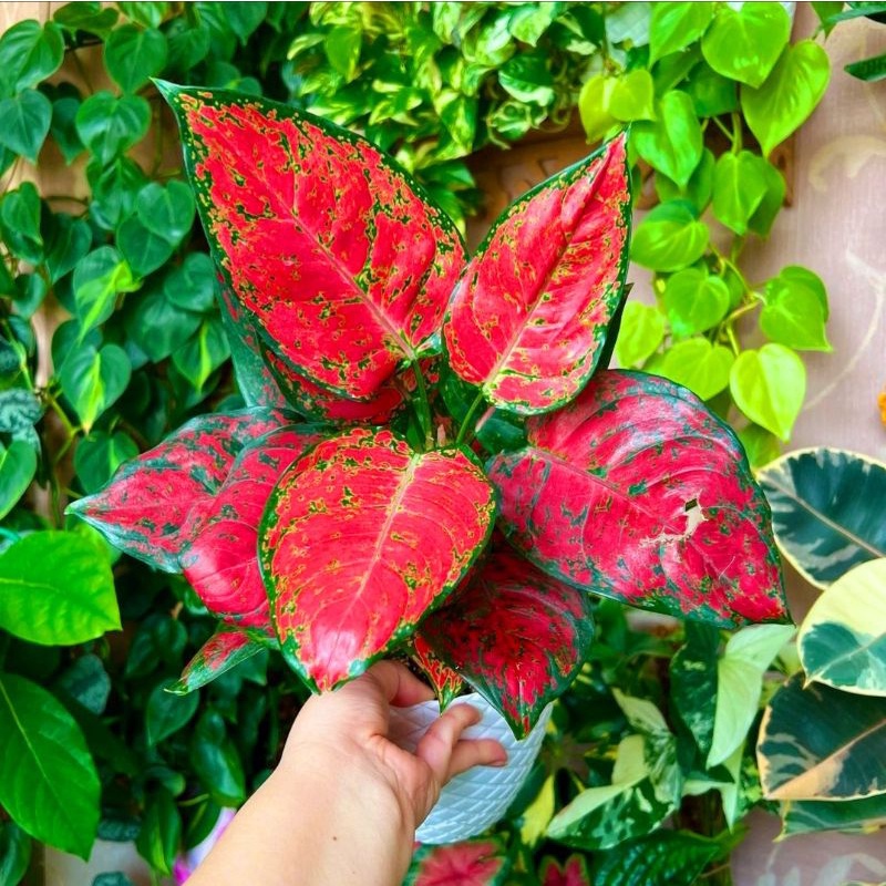 Aglonema red anjamani (Tanaman hias aglaonema red anjamani) - tanaman hias hidup - bunga hidup - bunga aglonema - aglaonema merah - aglonema merah - aglaonema murah - aglonema murah