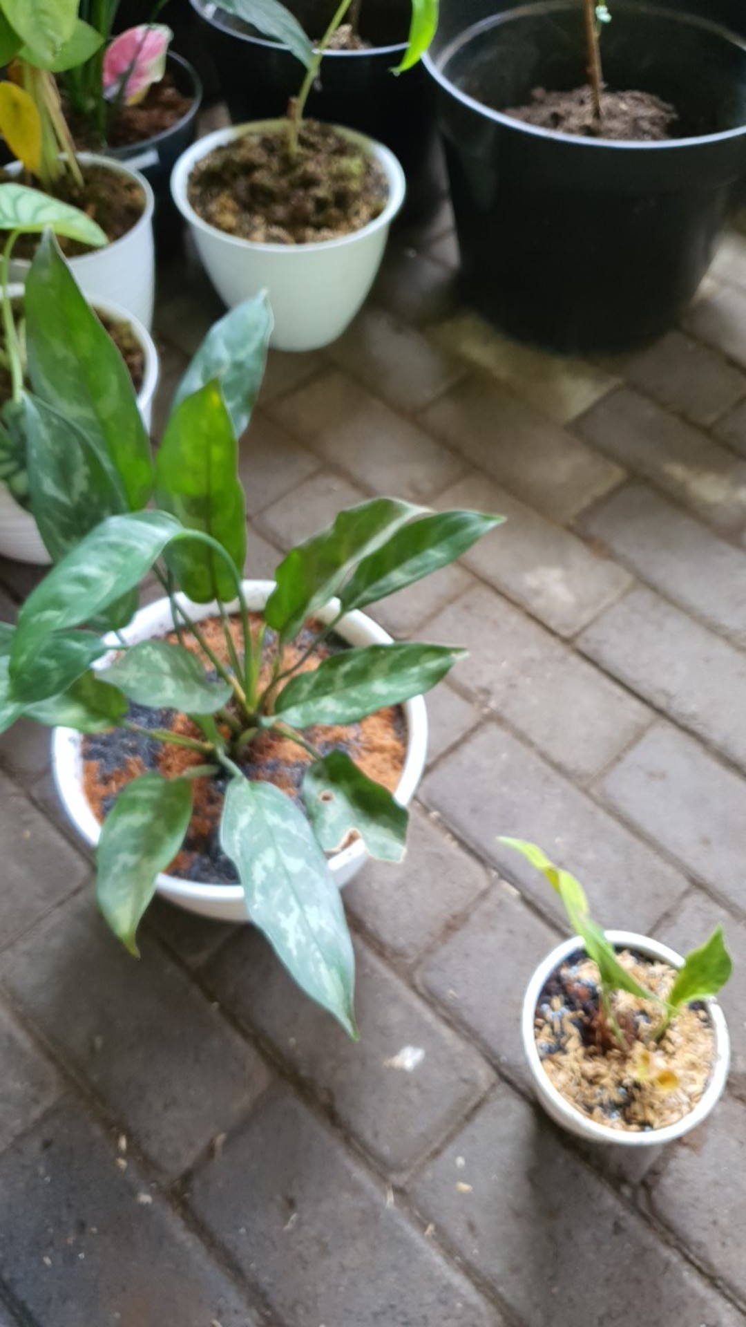 Tanaman Hias Bunga Anthurium  Lady Jane