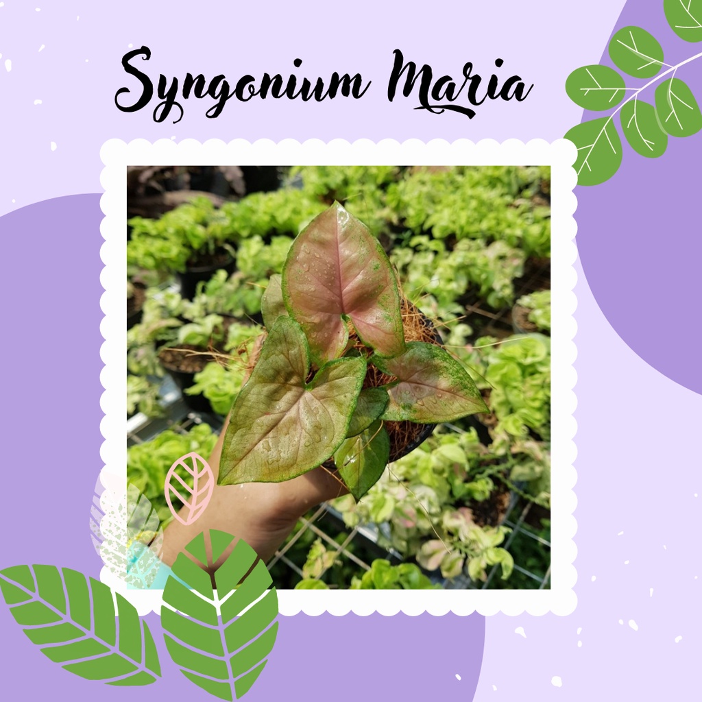 Maria Syngonium Maria Tanaman Syngonium Maria Hias