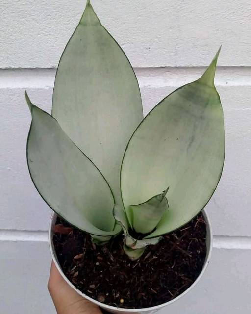 COD Tanaman hias sansivera moonshine/Sansevieria - bunga hidup tanaman indoor pembersih udara hiasan