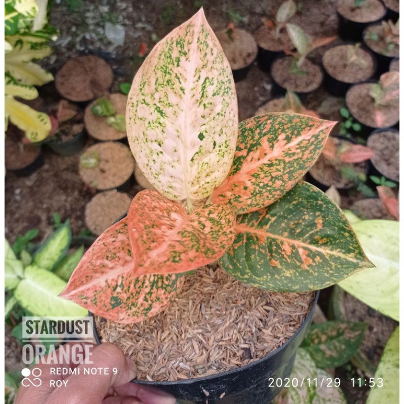 Aglomema/Aglaonema Stardust Orange