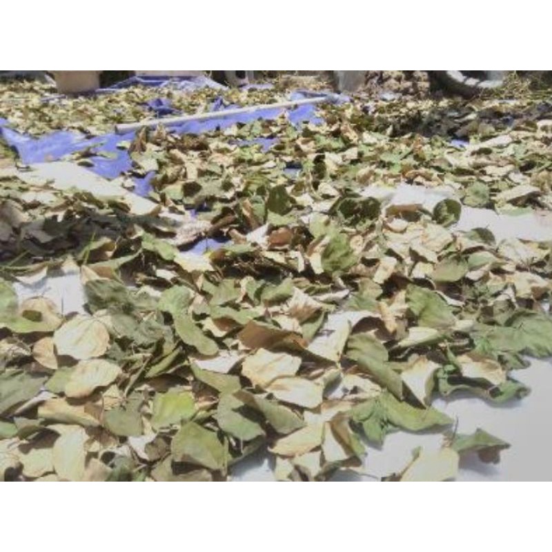 

Daun Bidara Kering