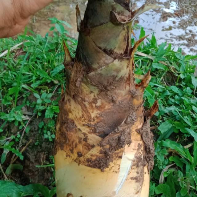 Rebung Bambu Kuning Untuk Batu Ginjal 1kg Indonesia