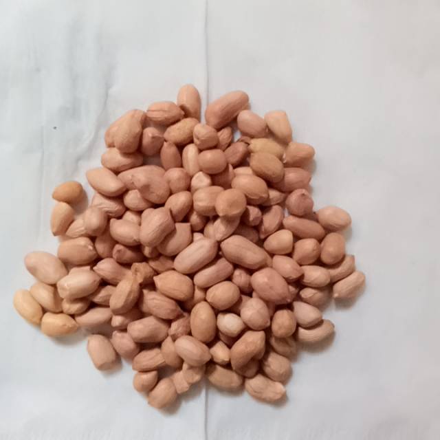 

Kacang tanah tuban 7mm