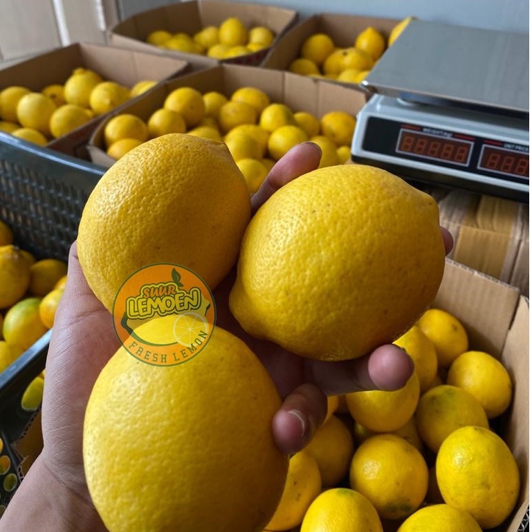 Jeruk Lemon California 500 gr 1/2 KG by Suur Lemoen ID