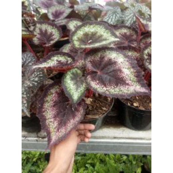 tanaman hias begonia rex / begonia rex red / begonia rex keong / begonia rex silver