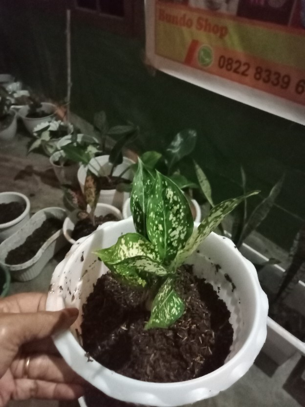 Paket 5 Tanaman Aglonema - Agolaonema - Bunga Aglonema - Paket Aglonema Murah